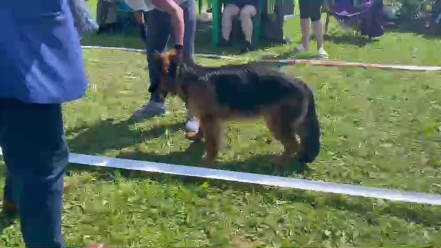 ЩЕНКИ СУКИ ДШ / КЧК САНКТ-ПЕТЕРБУРГ 12 июля`25 G.Stibel Моно немецких овчарок