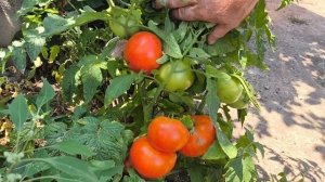 заготовка помидор и рецепт. лавушка для мух.