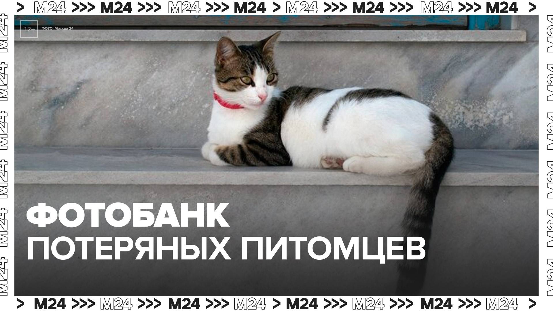В России предложили создать фотобанк потерявшихся домашних животных - Москва 24