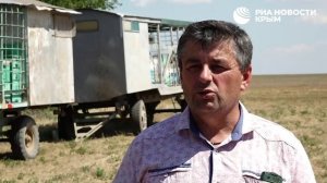 «Без риска нет меда»: каково быть пчеловодом в Крыму
