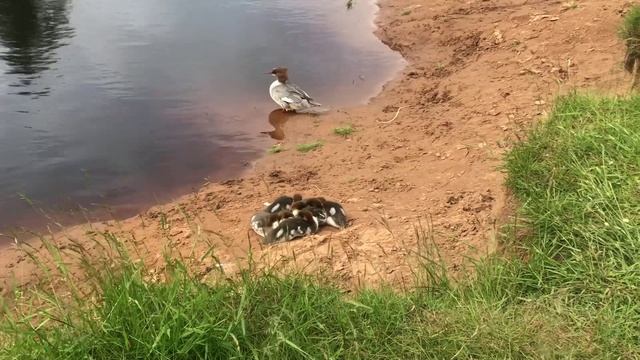 Вырица, р. Оредеж, Семейка крохалей смотреть онлайн