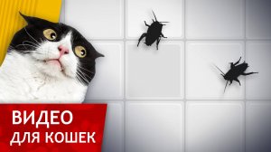 Видео для кошек - Таракашки в ванной (Констрастное видео для кошек)