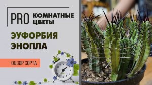 Эуфорбия Энопла. Колючие огурчики. Необычный суккулент. Обзор сорта растения.