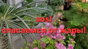 Как помочь комнатным растениям пережить жару?!
