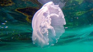 Медузы в Черном море