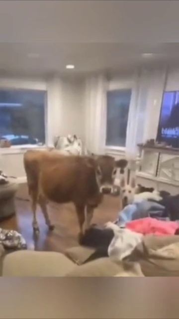 Он просто привёл домой своего друга смотреть онлайн