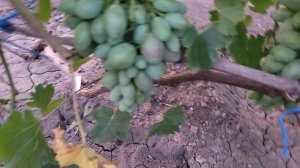 ОЧЕНЬ РАННИЕ И РАННИЕ ГФ ВИНОГРАДА НА 25.07.2025г.
(второй участок).