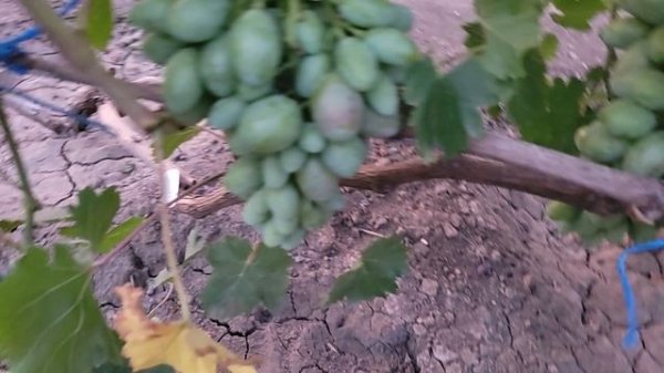 ОЧЕНЬ РАННИЕ И РАННИЕ ГФ ВИНОГРАДА НА 25.07.2025г.
(второй участок).