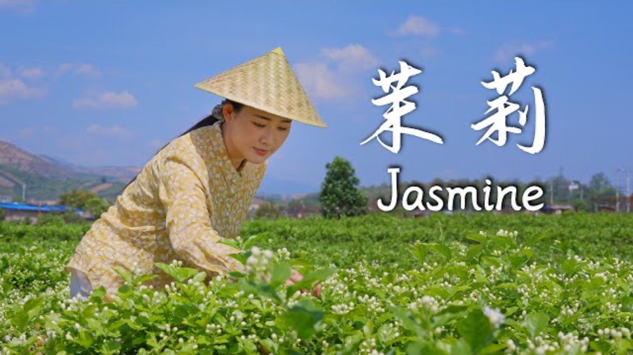 Jasmine-The Scent Of Jasmine Is The Finest Fragrance In The World.
