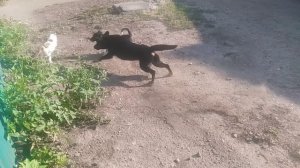 Пёс Неуловимые мстители 1 серия