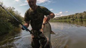 Ловля леща на сало. Полетела подёнка.