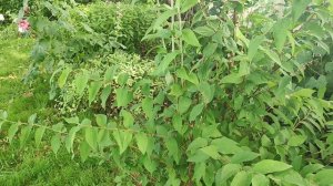 Обрезка декоративных кустов летом. Дейция готова.