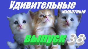 Удивительные животные выпуск 38 #сезонконтентаRUTUBE