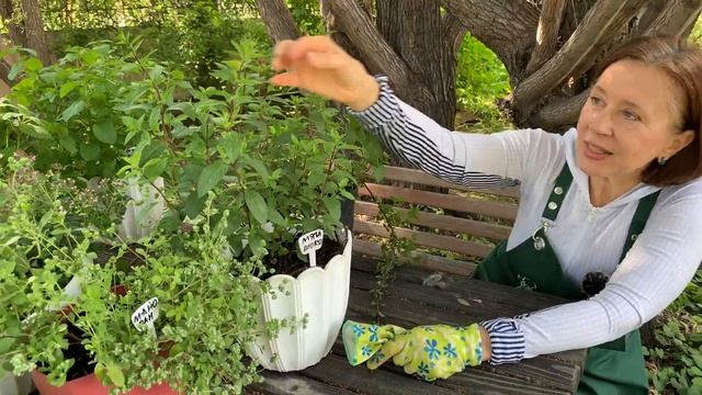 Мята _Шоколад_. Обзор вкуснейшего сорта. Выращиваем дома. смотреть онлайн