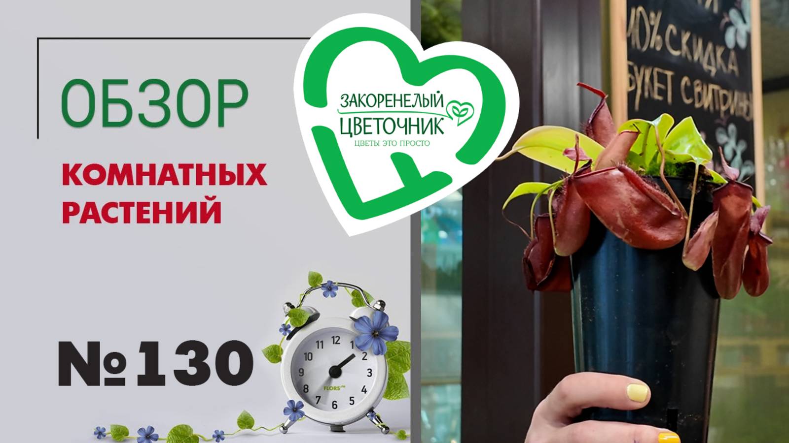 Обзор растений: ампельные, циссус, хойи, филодендроны, бугенвиллии, непентесы, папоротники №130