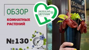 Обзор растений: ампельные, циссус, хойи, филодендроны, бугенвиллии, непентесы, папоротники №130