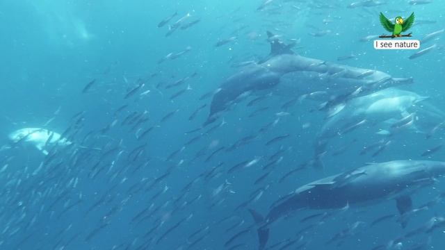 Спокойствие смотреть онлайн