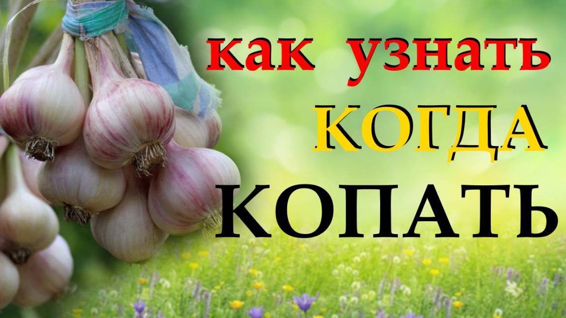 Все про уборку и хранение ЧЕСНОКА, чтобы урожай не испортился до весны смотреть онлайн