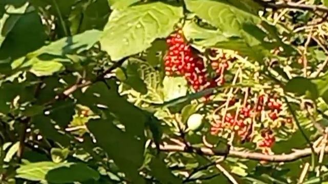 Вечернее пение смотреть онлайн