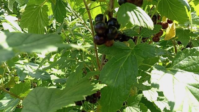 В ОГОРОД БЕГУ ПО САДУ. смотреть онлайн