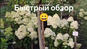 обзор метельчатых гортензий