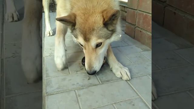 Булат (Западносибирская лайка)