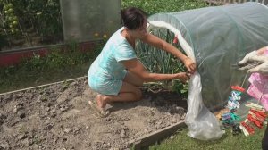 6 соток 20 июля 2025 года. 1 часть. лук укрываю