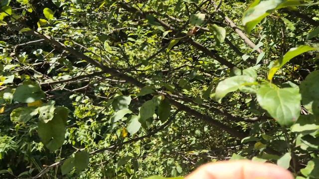 Горно-алтайск (тропа здоровья)