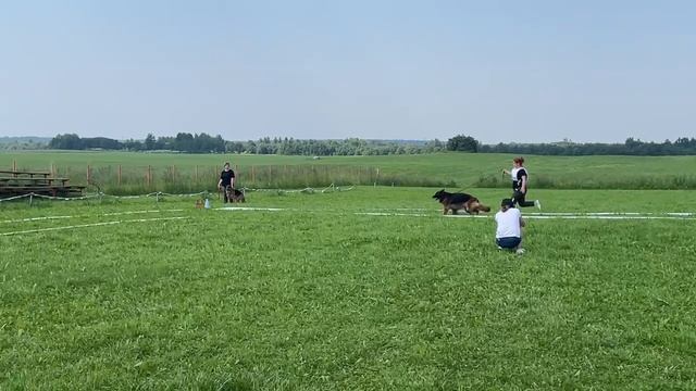 ВЕТЕРАНЫ СУКИ ДШ / КЧК САНКТ-ПЕТЕРБУРГ 12 июля`25 G.Stibel Моно немецких овчарок