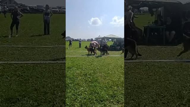 ПОДРОСТКИ СУКИ / КЧК САНКТ-ПЕТЕРБУРГ 12 июля`25 G.Stibel Моно немецких овчарок