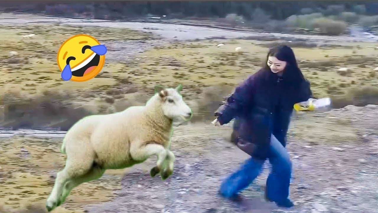 Лучшие смешные видео 2025 года 😂 Попробуй не засмеяться. Смешные видео №5 😂 смотреть онлайн