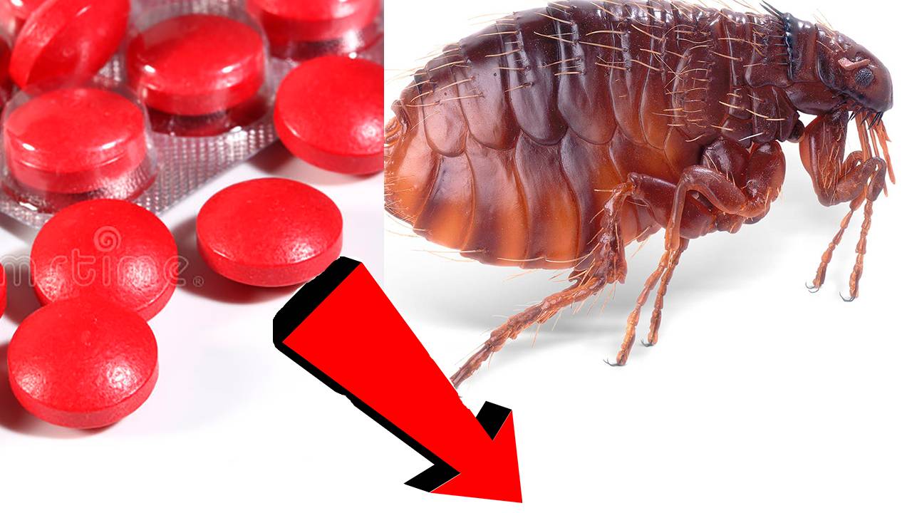 Как избавиться от блох в квартире За 3 Секунды.!.!.! смотреть онлайн