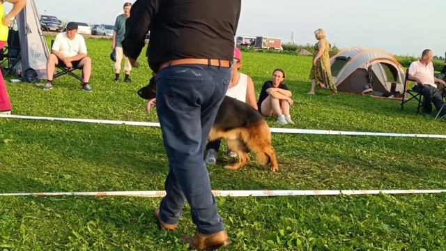 РАБОЧИЙ КОБЕЛИ / КЧК САНКТ-ПЕТЕРБУРГ 12 июля`25 G.Stibel Моно немецких овчарок