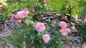 Красавица роза Эшли