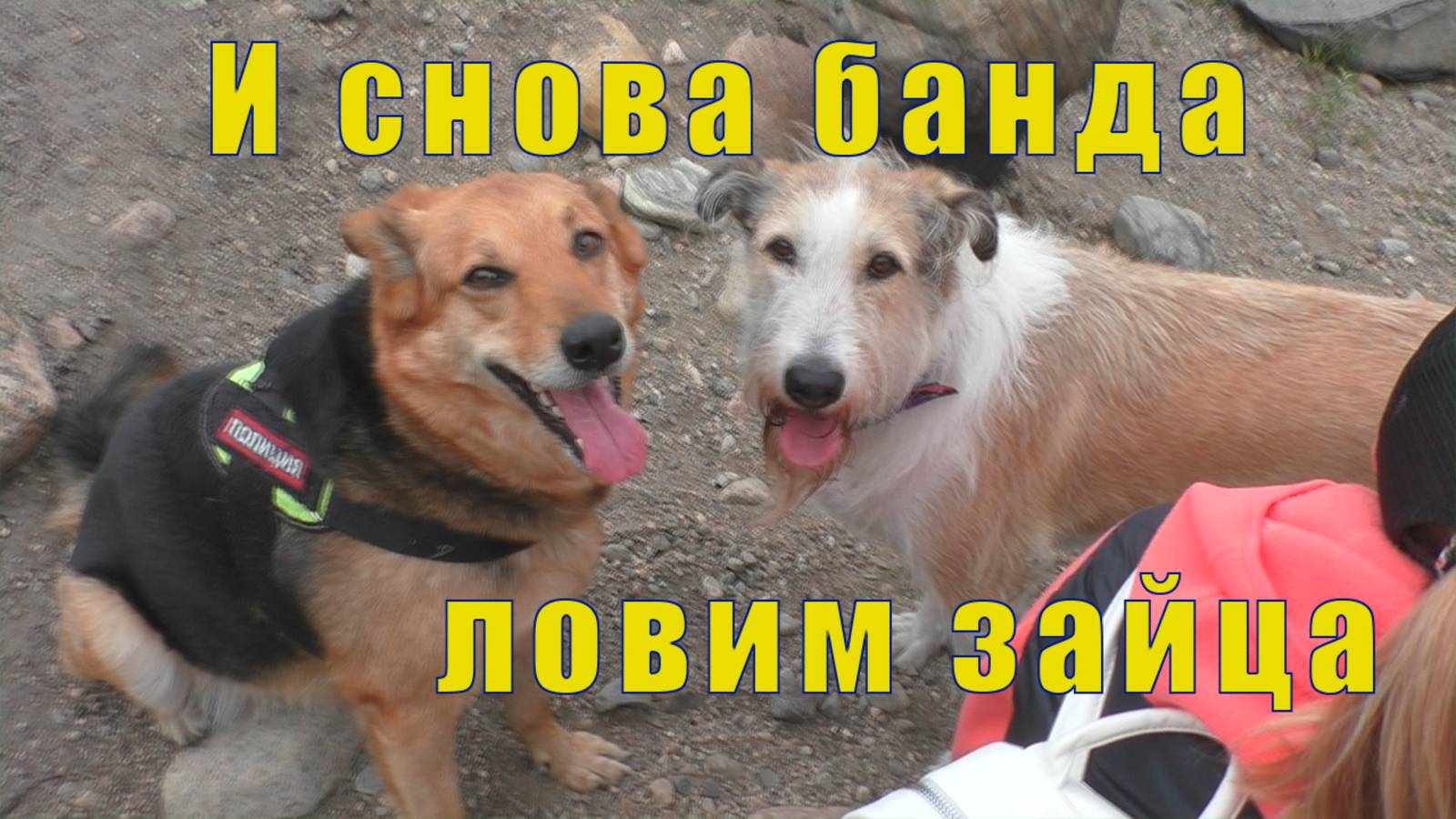 СНОВА БАНДА /ОХОТИМСЯ НА ЗАЙЦА/ 19 июля 2025 смотреть онлайн