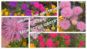 Красивое цветение низкорослой и кустовой астры, а вот высокорослая пока готовится к цветению.