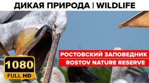 Ростовский заповедник: птицы, мустанги и другие животные степи
