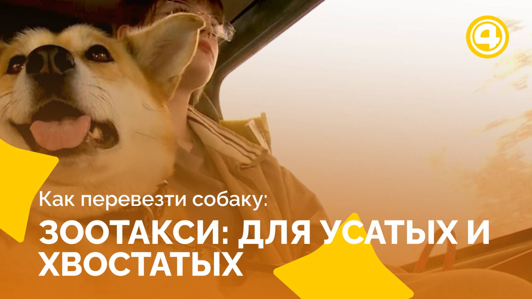 Как работает зоотакси для ваших питомцев смотреть онлайн