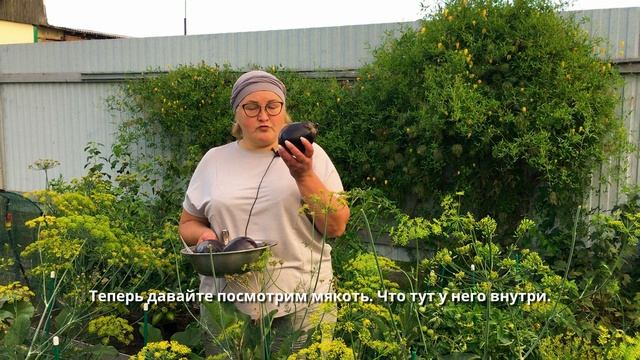 Баклажан-тяжеловес! Сорт Северянин для ОГ в Сибири смотреть онлайн