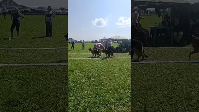 ПОДРОСТКИ СУКИ / КЧК САНКТ-ПЕТЕРБУРГ 12 июля`25 G.Stibel Моно немецких овчарок