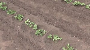 Высадка усов клубники