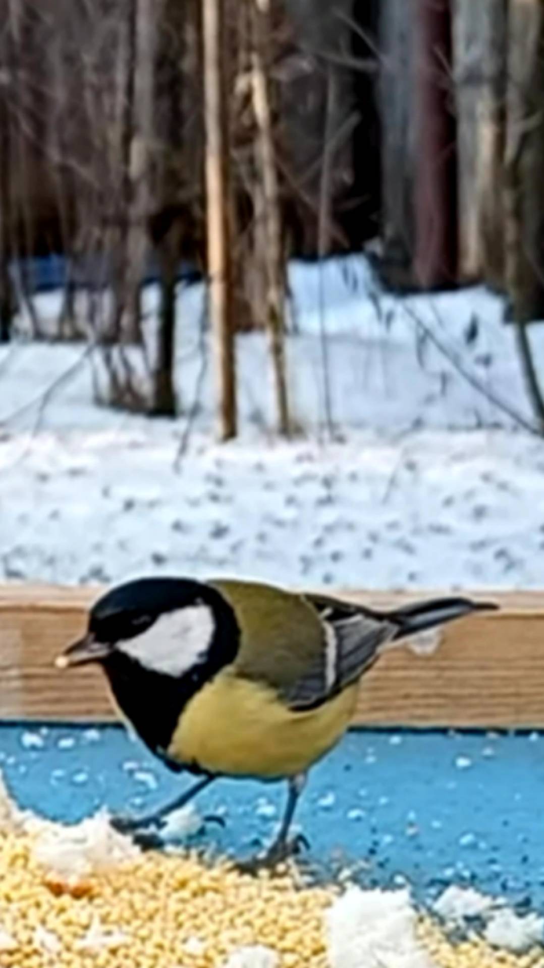 Большая Синица смотреть онлайн