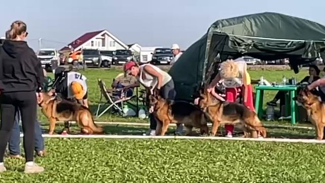 РАБОЧИЙ СУКИ / КЧК САНКТ-ПЕТЕРБУРГ 12 июля`25 G.Stibel Моно немецких овчарок