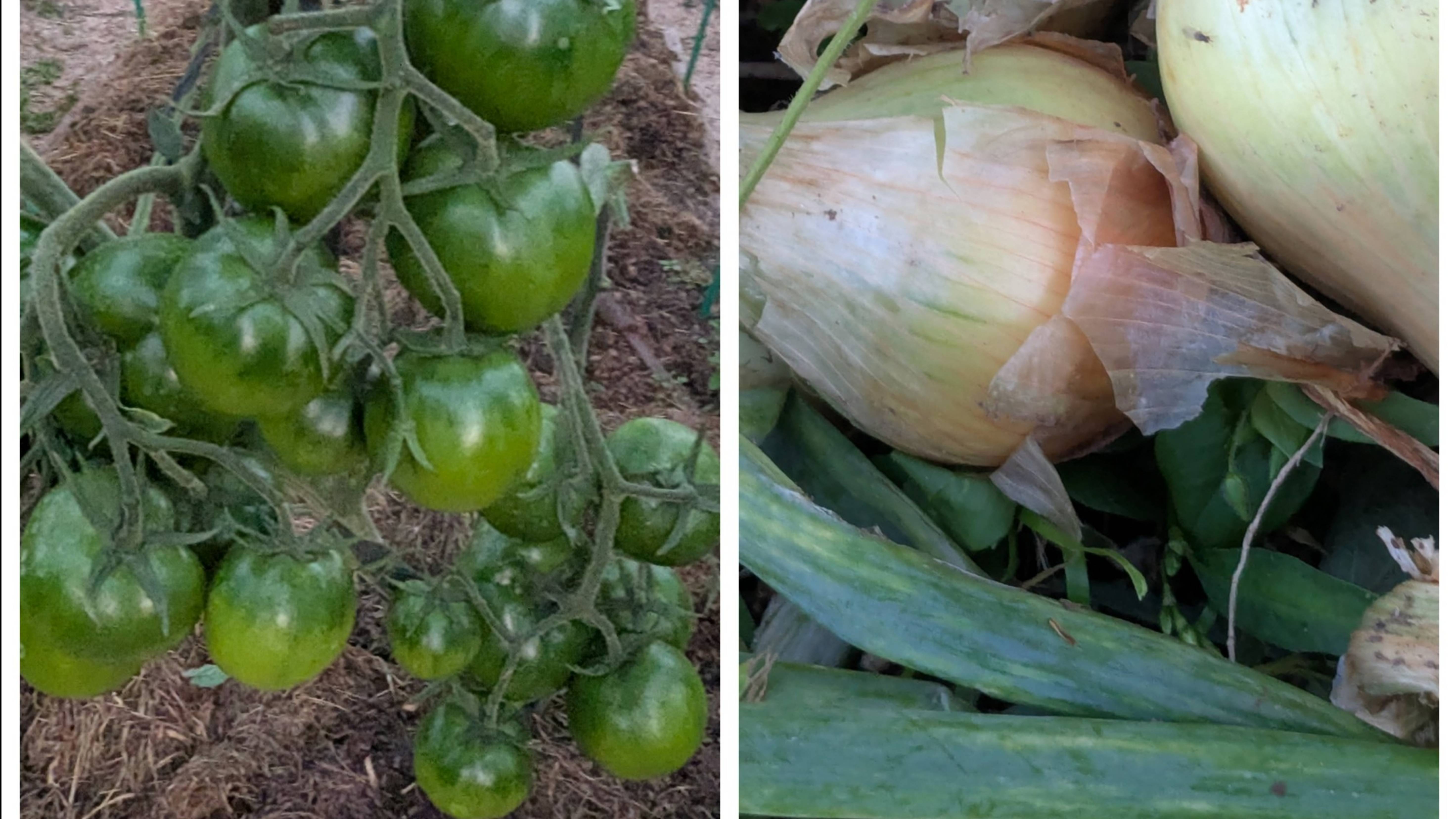 Убрала листья на томатах🍅где густо, где пусто. смотреть онлайн