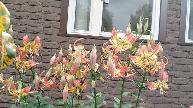 Лилия 'Фьюжн' в нашем саду 2025 смотреть онлайн