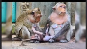 Дородная макака отказалась кормить своего детёныша.  000025154.mp4