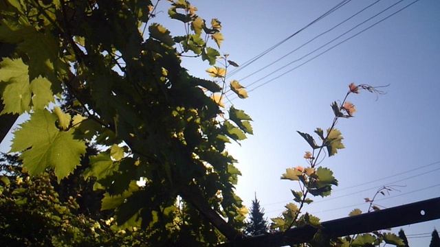 Земная АСТРОНОМИЯ - наблюдение за вращением Земли посредством статичного Солнца