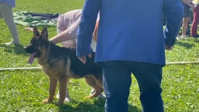 БЕБИ СУКИ / КЧК САНКТ-ПЕТЕРБУРГ 12 июля`25 G.Stibel Моно немецких овчарок