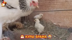 Куры Брама с лохматыми лапами прекрасные несушки (34)