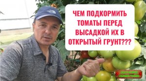Проведите эту подкормку рассады томатов ДО высадки в открытый грунт!!!